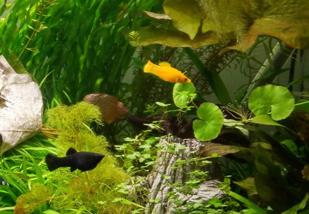 Najpopularniejsze rybki molinezja ostrousta (Poecilia sphenops) Zwierzak w domu Najpopularniejsze rybki molinezja ostrousta (Poecilia sphenops) Zwierzak w domu
