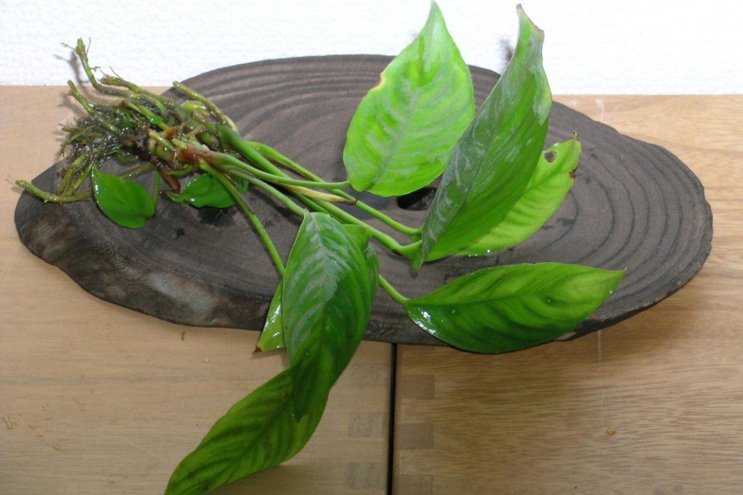 Anubias heterophylla / fot. S.Tanaka