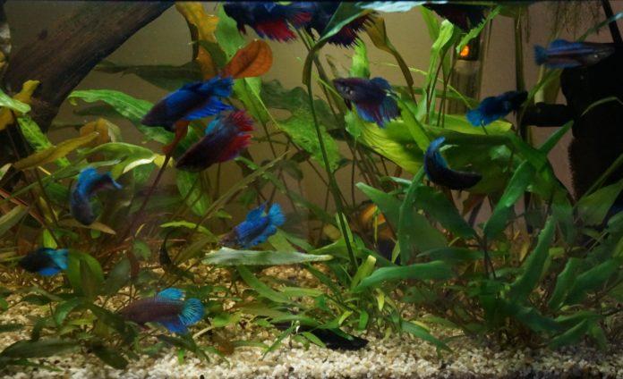 Akwarium dla bojowników musi być zaopatrzone w grzałkę, filtr i pokrywę z oświetleniem. Jeżeli bojowniki od małego wychowywane są w jednym akwarium z dużą ilością krykówek, walki między samcami będą rzadsze i mniej zaciekłe