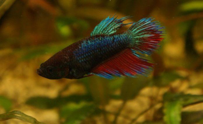 Półroczny samiec bojownika po ojcu odmiany strzępiastej i matce krótkopłetwej