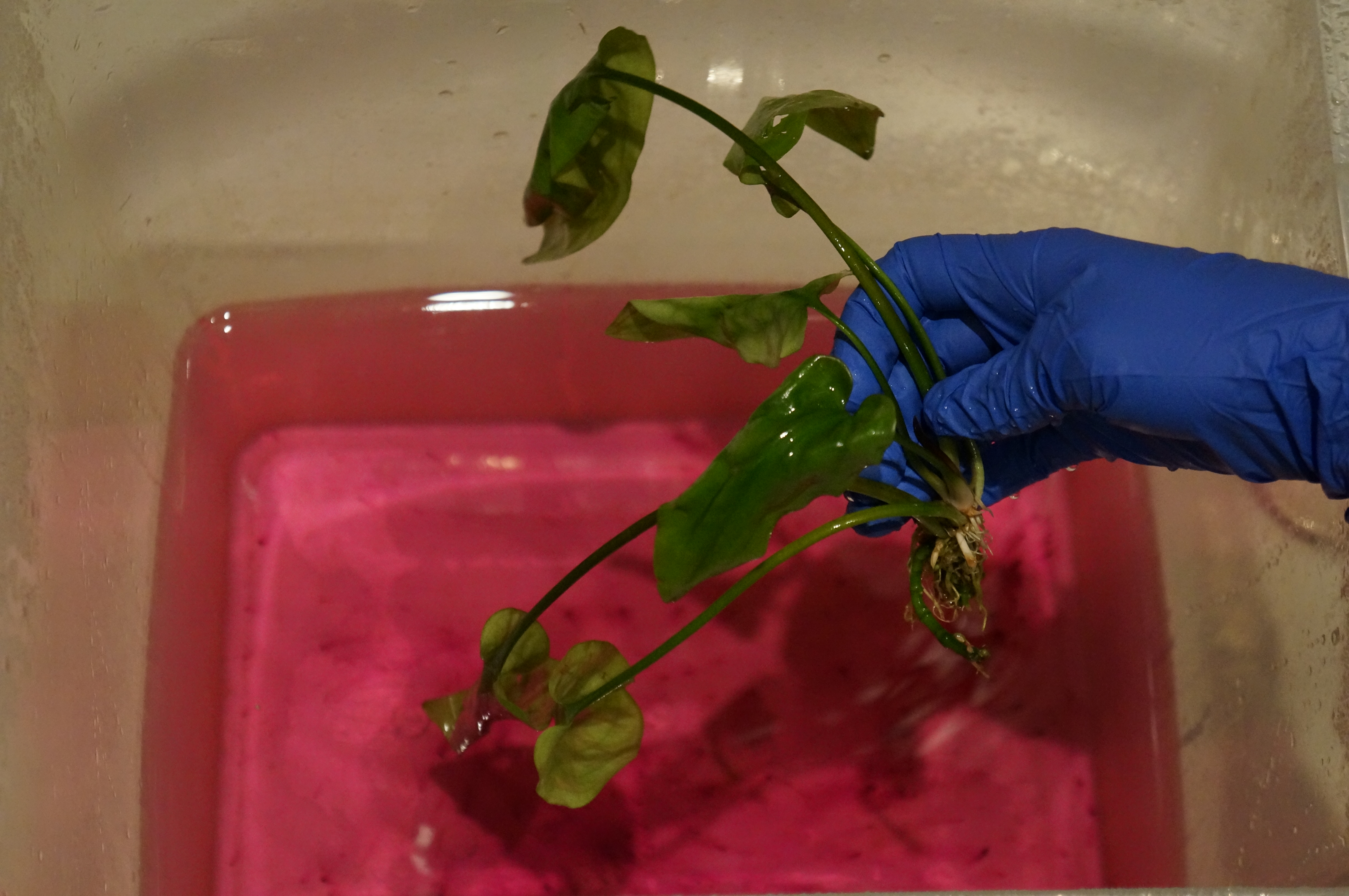 Rośliny przed posadzeniem odkażamy w lekko różowym roztworze nadmanganianu potasu