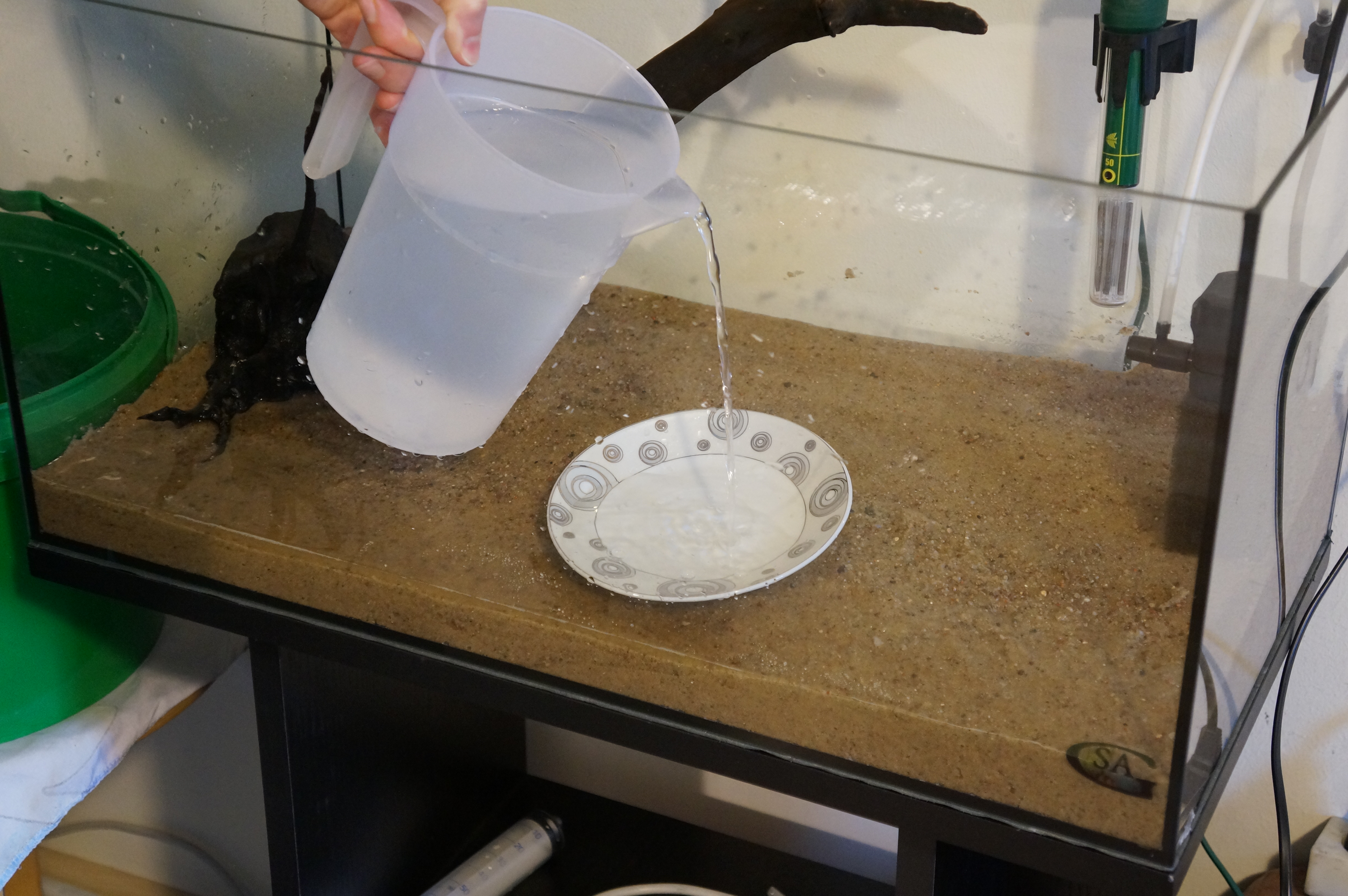 Nalewanie wody cienkim strumieniem na talerzyk pomoże uniknąć wzruszenia podłoża i zniszczenia aranżacji