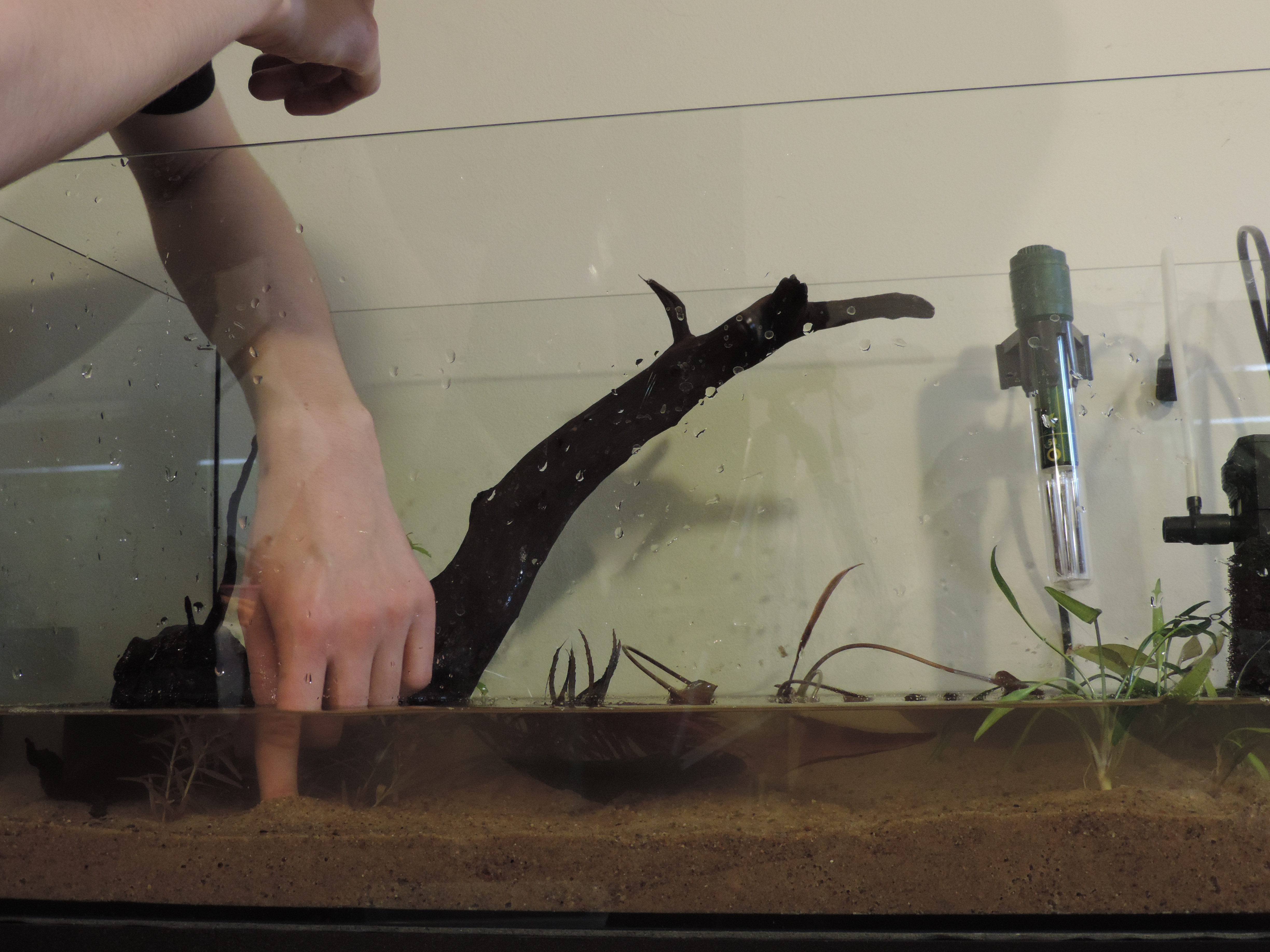 Rośliny sadzimy za pomocą pęsety lub robiąc dołek palcem. Niezależnie od techniki musimy uważać, żeby nie podwijać korzeni