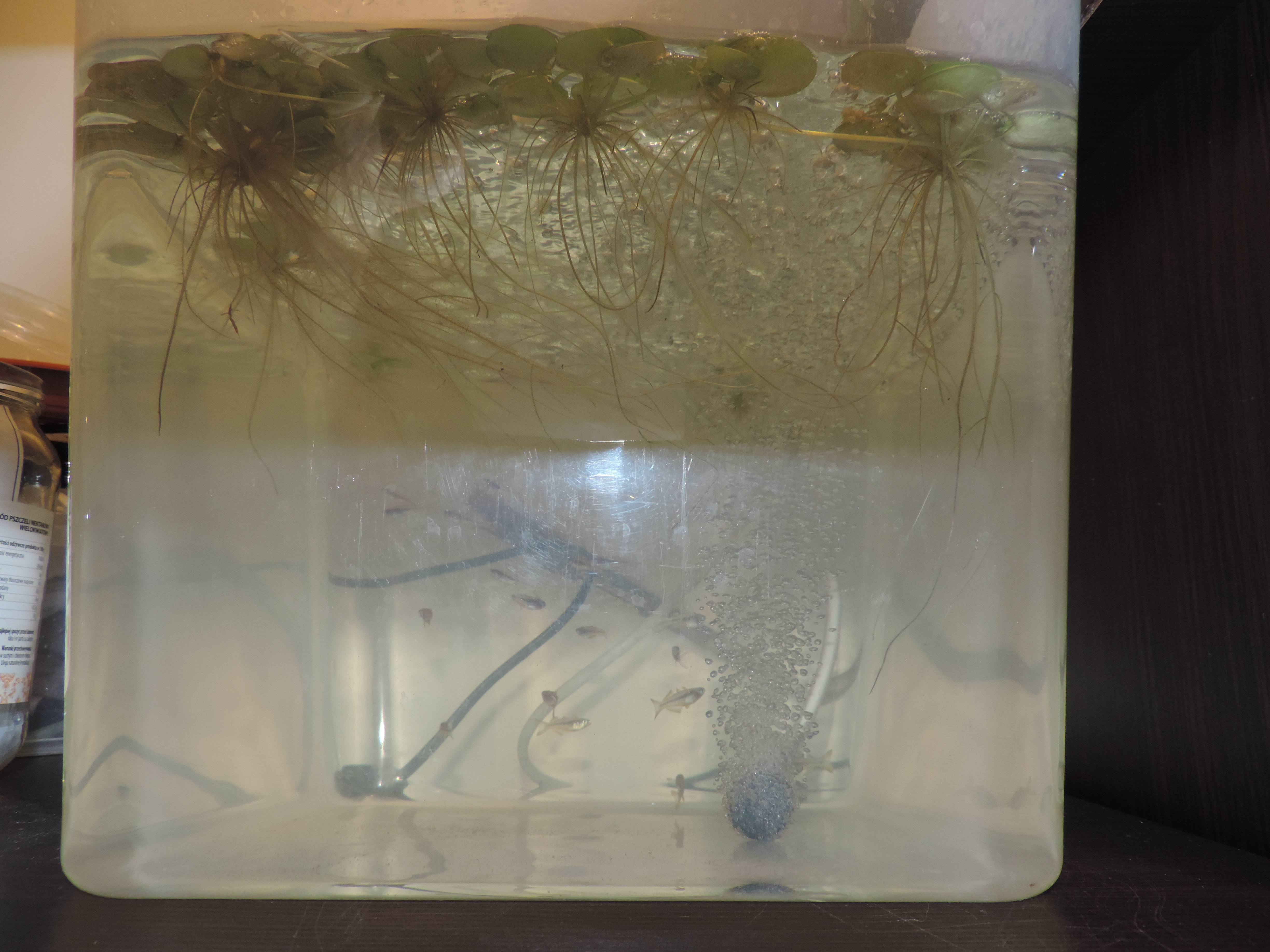 Zbiornik aklimatyzacyjny musi być dostosowany do wielkości i ilości ryb.