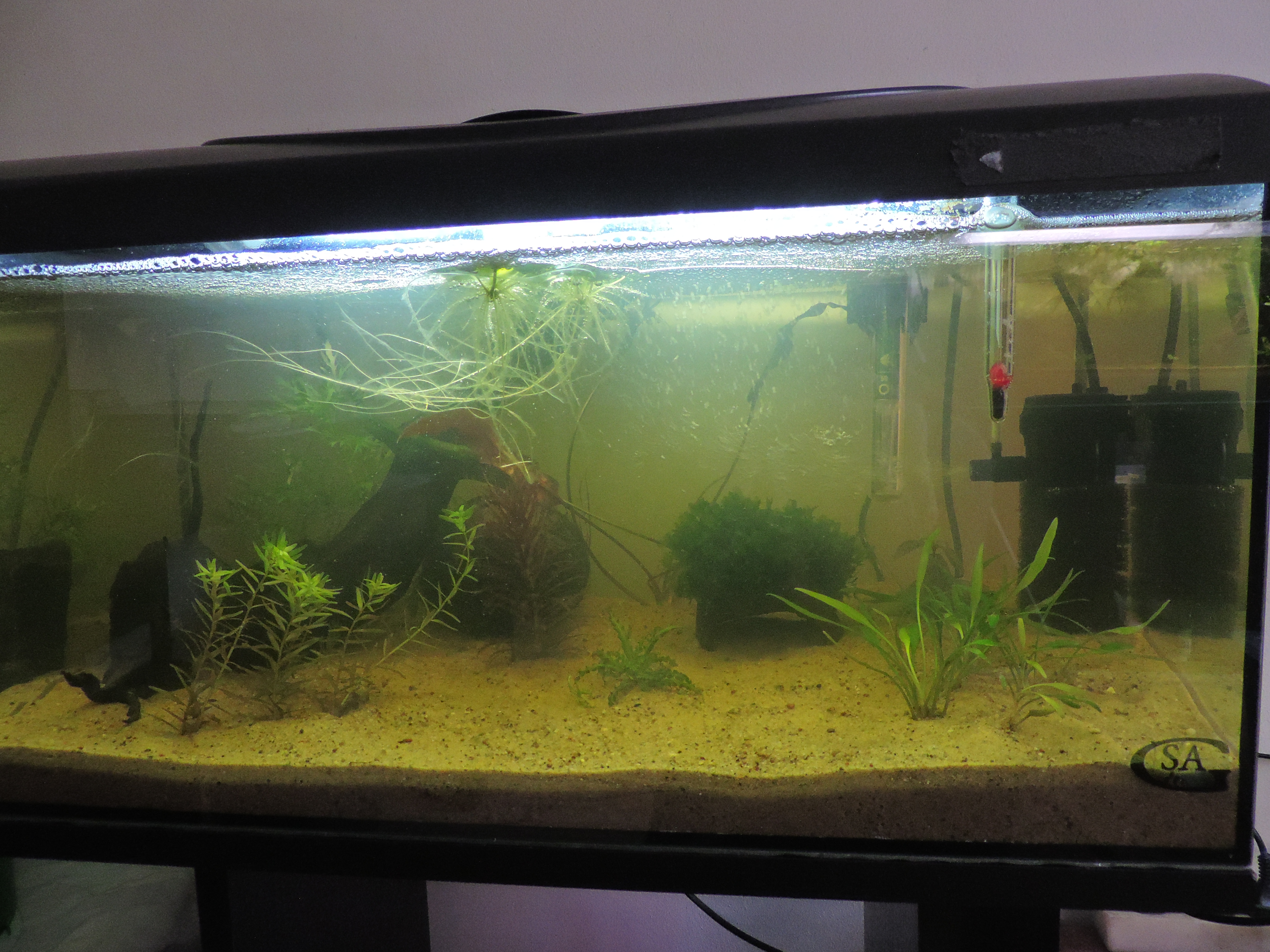 Napełnione wodą akwarium musi dojrzewać około miesiąca zanim będziemy mogli wpuścić rybki