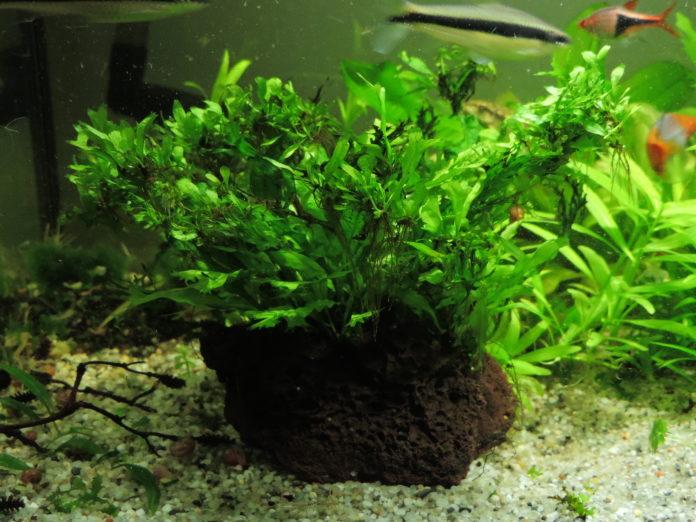 Mikrosorium pteropus odmiana 'Windelov'