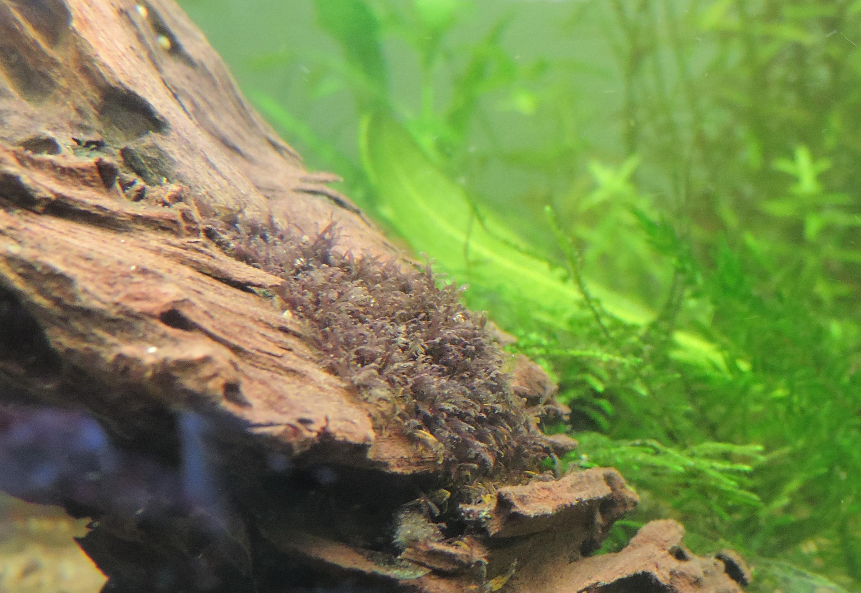 Red Moss