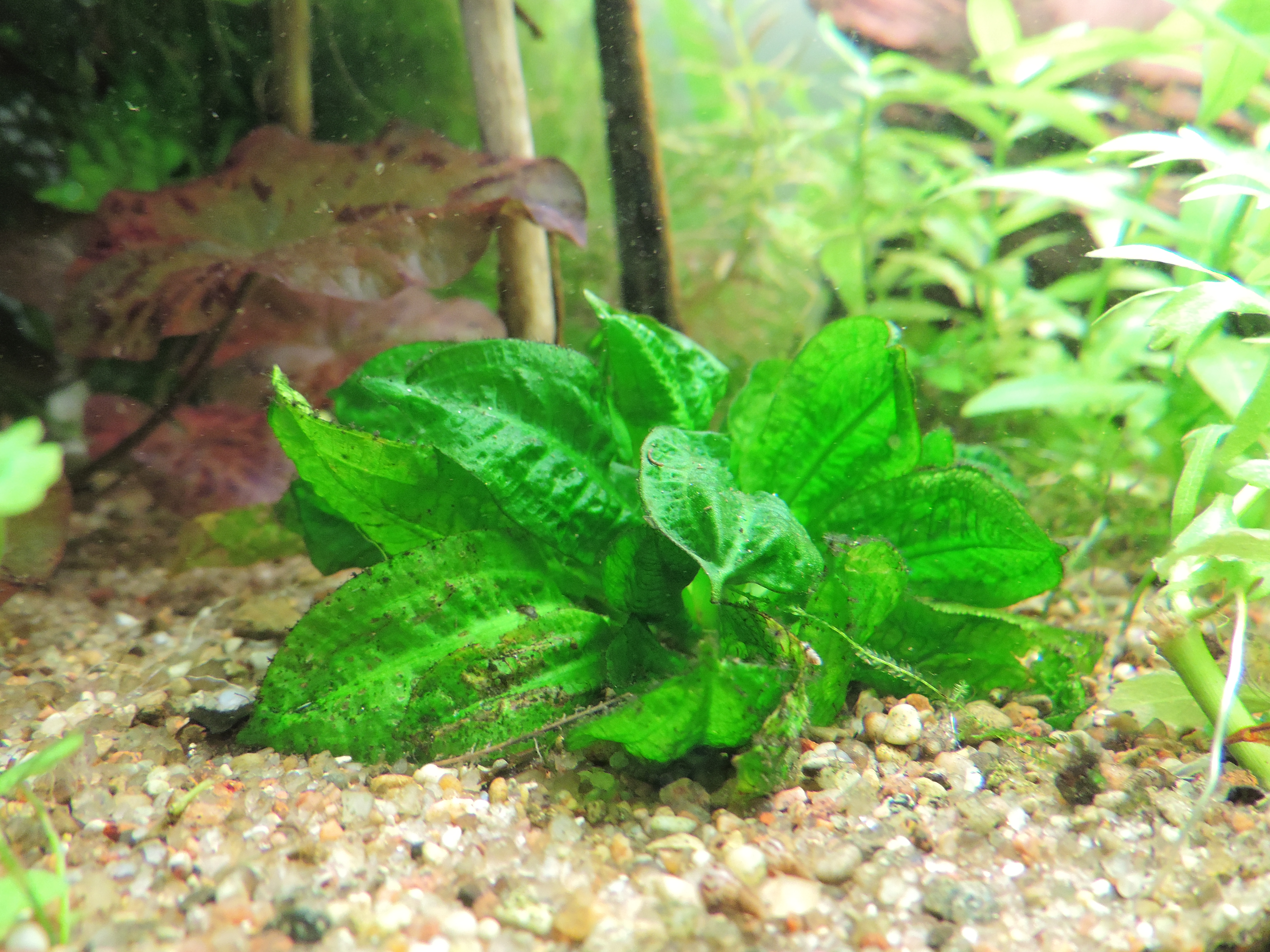 Echinodorus parviflorus