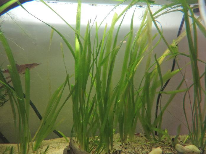 Nurzaniec śrubowy - Valissneria spiralis. Nazwa pochodzi od pędów kwiatowych przypominających sprężynę