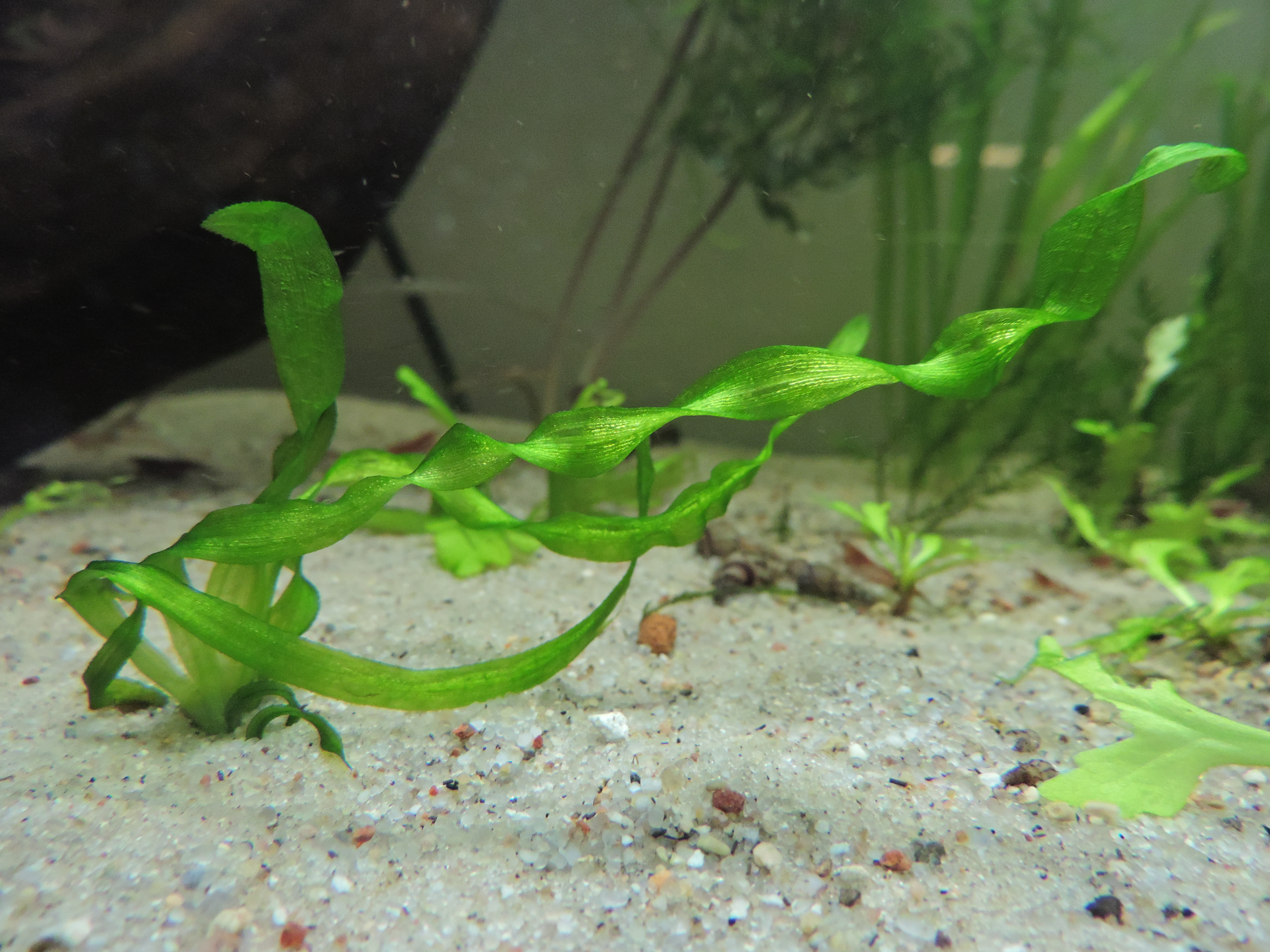 Nurzaniec azjatycki (Valiissneria asiatica) ma spiralnie skręcone liście