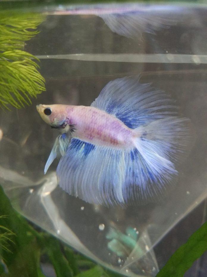 Samiec odmiany Delta