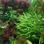 Limnophila aromatica, Hedyotis salzmanii, Ludwigia sp. mini 'Super Red’, Echinodorus tenellus