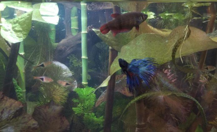 Bojowniki można trzymać z innymi niewielkimi rybkami, takimi jak na przykład razbory klinowe