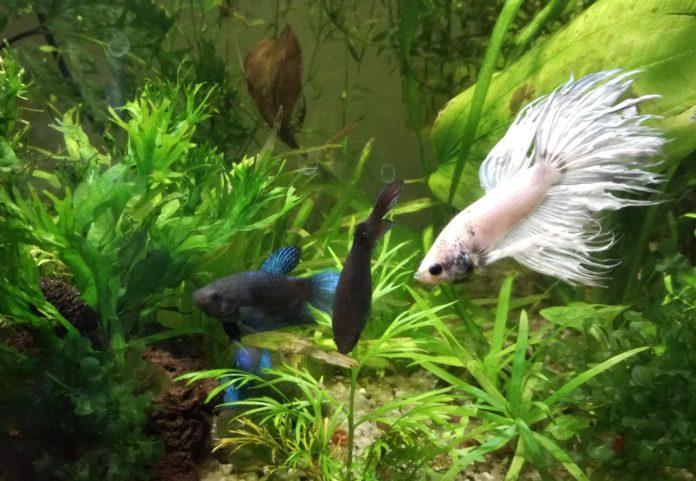 Jeżeli chcemy dokupić naszemu bojownikowi towarzystwo, należy zdecydować się od razu na dwie lub trzy samiczki