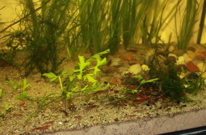 Krewetki karłowate mogą stać się pokarmem bojownika