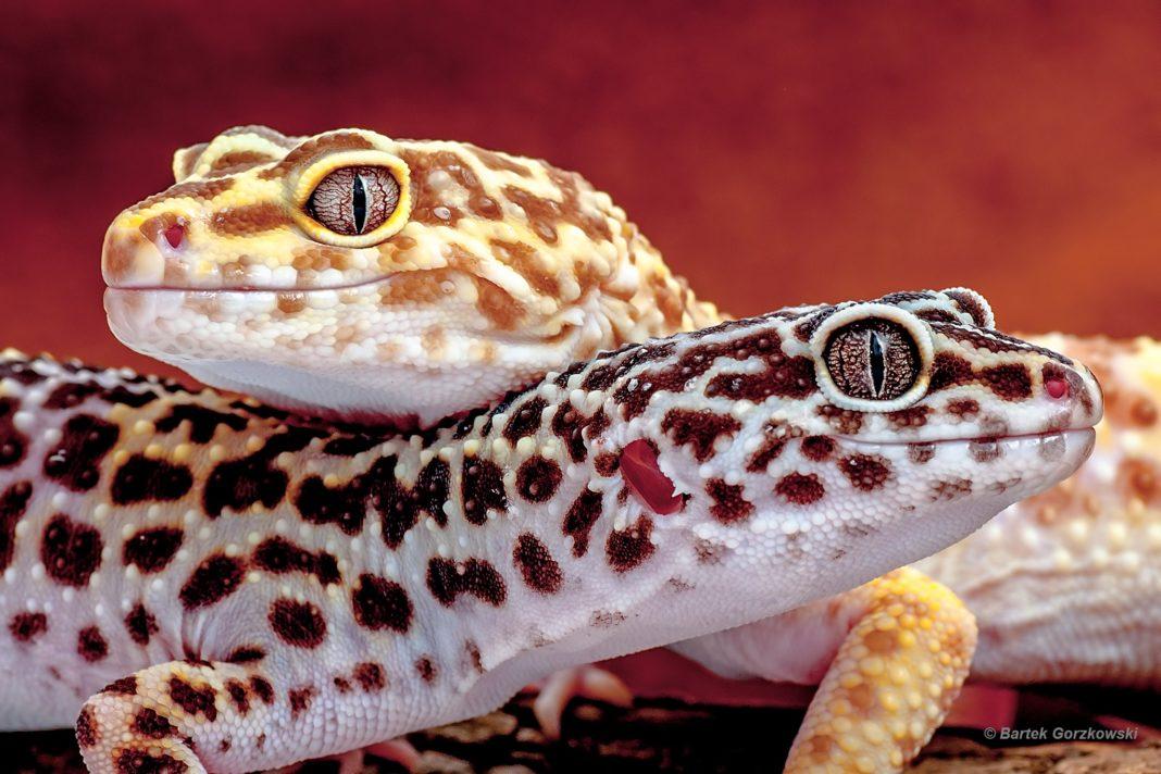 Gekony lamparcie (Eublepharis macularius)