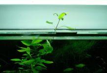 5 plants for every aquarium: stem plants