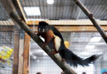 Animals from other countries that we can keep on the farm Wiewiórka (wiewiórczak) trójbarwna