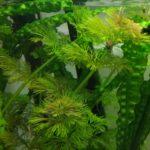 Limnofila bezszypułkowa (Limnophila sessiliflora)