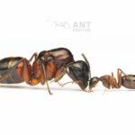 Camponotus ligniperda