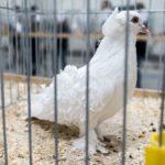 zoopark2018_19