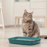 aa9d781d-8f8f-42c4-a0b8-689bb9134f13-best-cat-litter-pan