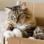 cat-in-box-__Valerie_Potapova_-_Fotolia