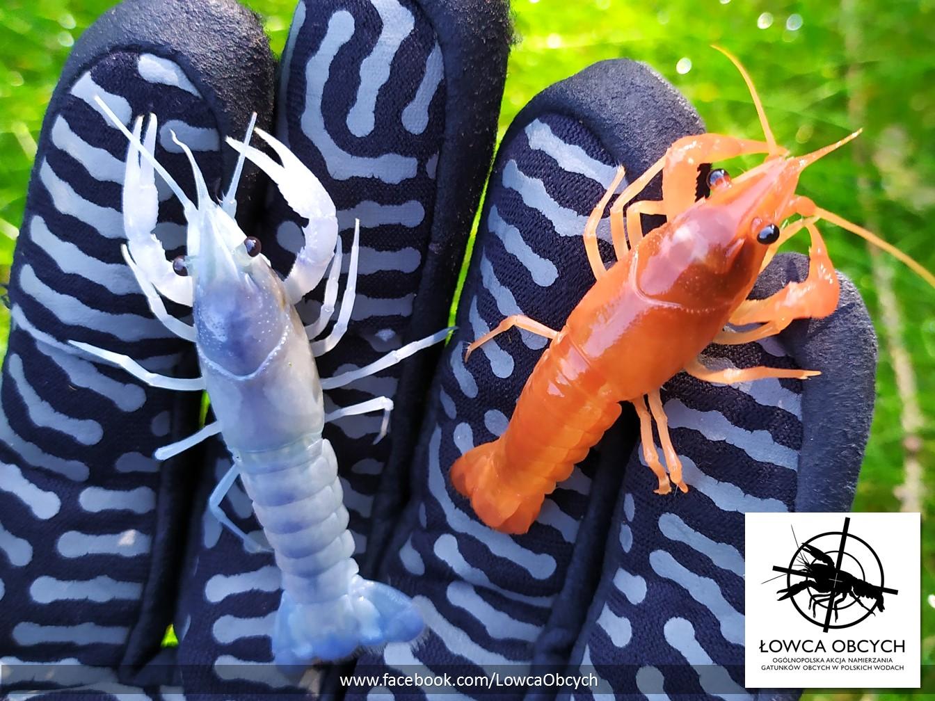 Rak luizjański (Procambarus clarkii) – odmiany niebieska i pomarańczowa. Fot. R. Maciaszek