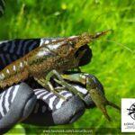 Rak marmurkowy (Procambarus virginalis) – osobnik dorosły. Fot. R. Maciaszek