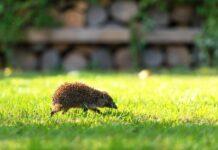 Jeż w ogrodzie. Zadbaj o niego, ale nie dawaj mu mleka