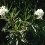 oleander