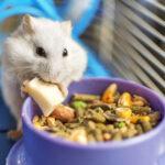 A hamster eating inside his cage.