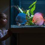 Baby girl watching fish swiming in big fishtank, aquarium.