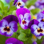 beautiful pansy summer flowers in garden