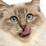 Close-up of a Birman licking against white background
