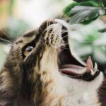 cute cat  yawning and licking with funny emotions sitting at pla