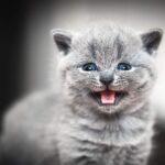 Cute kitten meows. British Shorthair cat