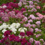 Flowers,England,Sweet william dianthus flowering plants, perennials in the garden with delicate multiflower heads in a variety of colours, red, pink purple and white.