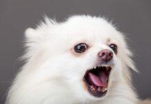 Szczeniak ciągle szczeka. Jak nauczyć go, by tego nie robił?