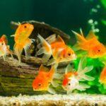 Goldfish in aquarium with green plants