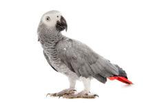 Ptaki, które mówią: Wybieramy gadatliwego ptaka do domu