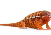 Kameleon w domu (hodowla w terrarium, pożywienie, ważne informacje)