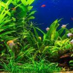 fish-aquarium-AdobeStock_219904646-scaled
