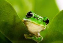 Żaby domowe: Wszystko, co musisz wiedzieć