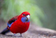 Ćwiczenia dla ptaków: Jak zapewnić im więcej ruchu w domu?