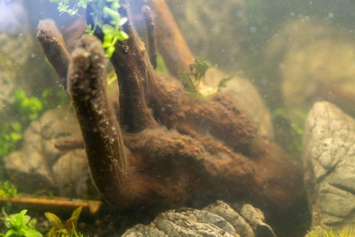 slime mold in the aquarium. How to get rid of it from wood
