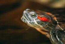 Jak długo żyją żółwie domowe?