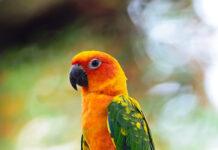 Jak sprawić, by twój ptak był szczęśliwy w domu?