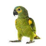 yellow-shouldered amazon, Amazona barbadensis, in front of a white background