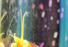 Pomacea bridgesii – popularna Ampularia